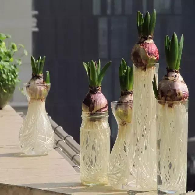 室内用水养的花,一帆风顺花可以直接用水养