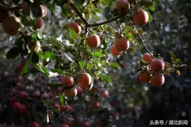 *会两**首场发布会又爆金句了:中国仍是世界经济最强劲的发动机!