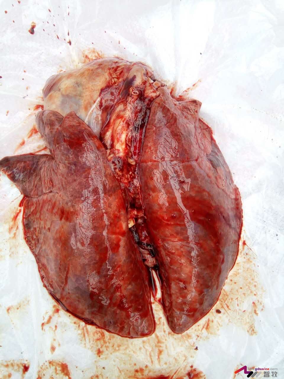 防控饲料黄曲霉毒素危害措施,蛋鸡饲料霉菌毒素危害