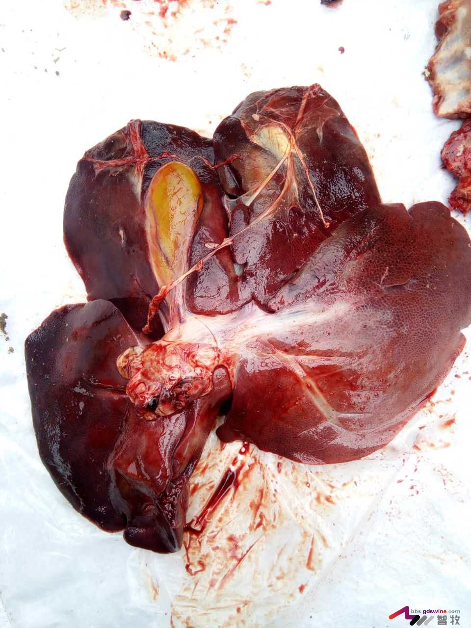 防控饲料黄曲霉毒素危害措施,蛋鸡饲料霉菌毒素危害