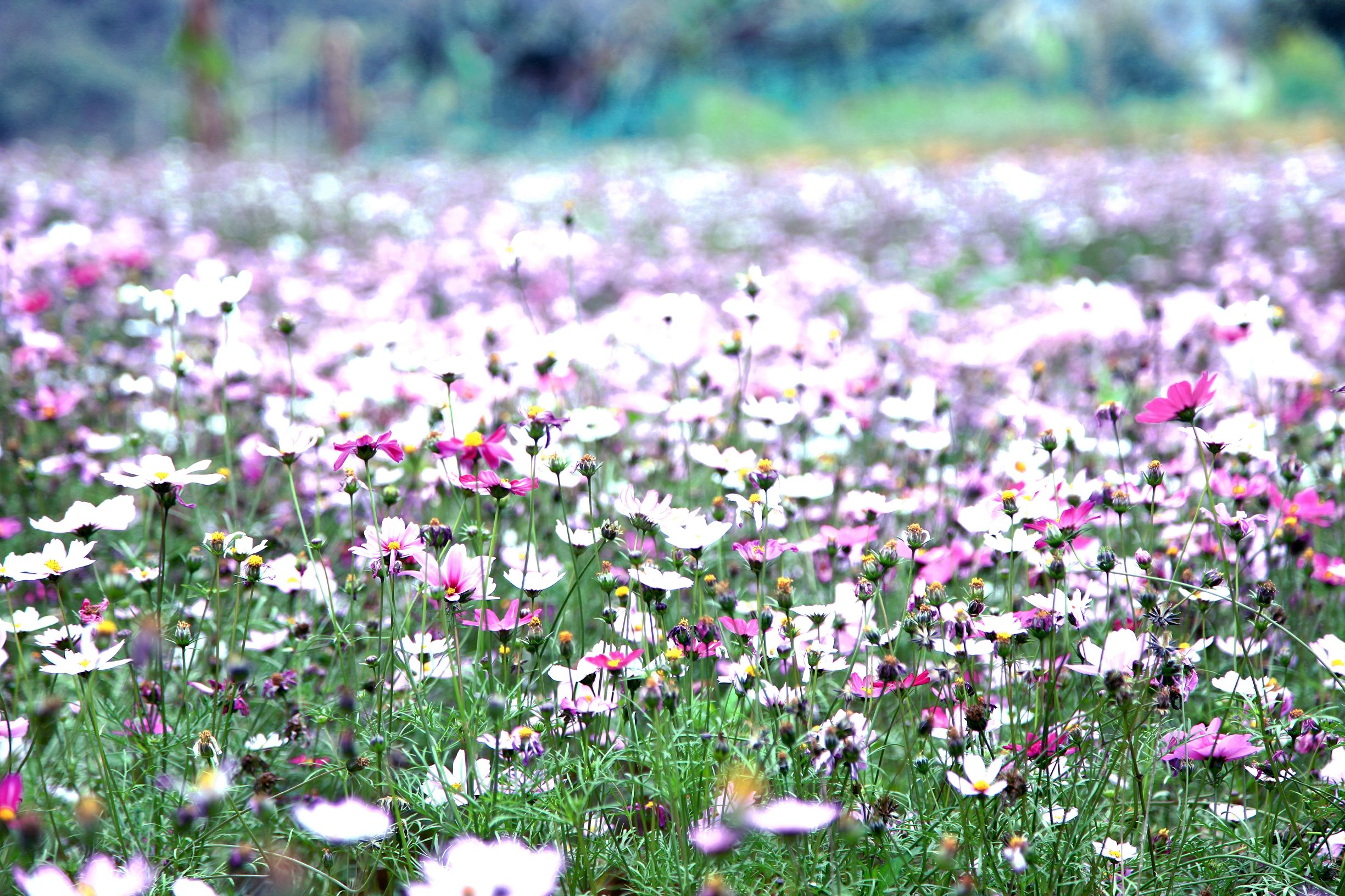 巴马养生效果怎么样,巴马长寿五大要素