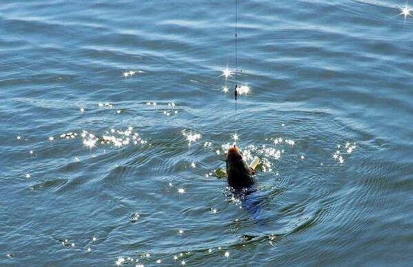 野钓调漂找底的最佳方法,野钓精确找底调漂视频