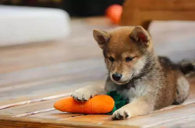 黄磊做佛跳墙,黄磊做佛跳墙视频完整版