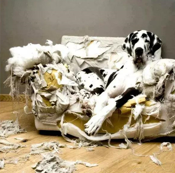 把狗狗独自留在家后的反应,把狗狗留在家里