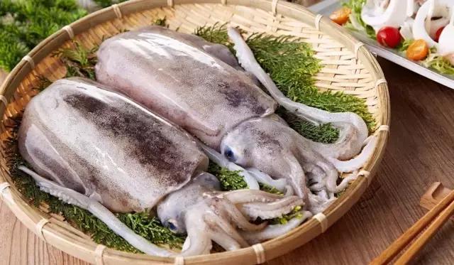 墨鱼和鱿鱼章鱼的寿命,章鱼墨鱼鱿鱼功效区别