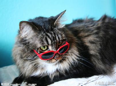 猫咪带有攻击性,有攻击性的猫