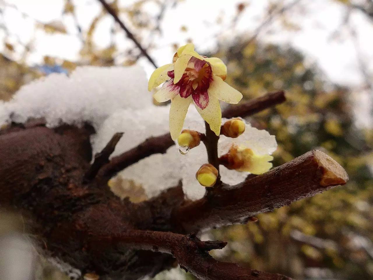 印象渭南:情寄雪梅