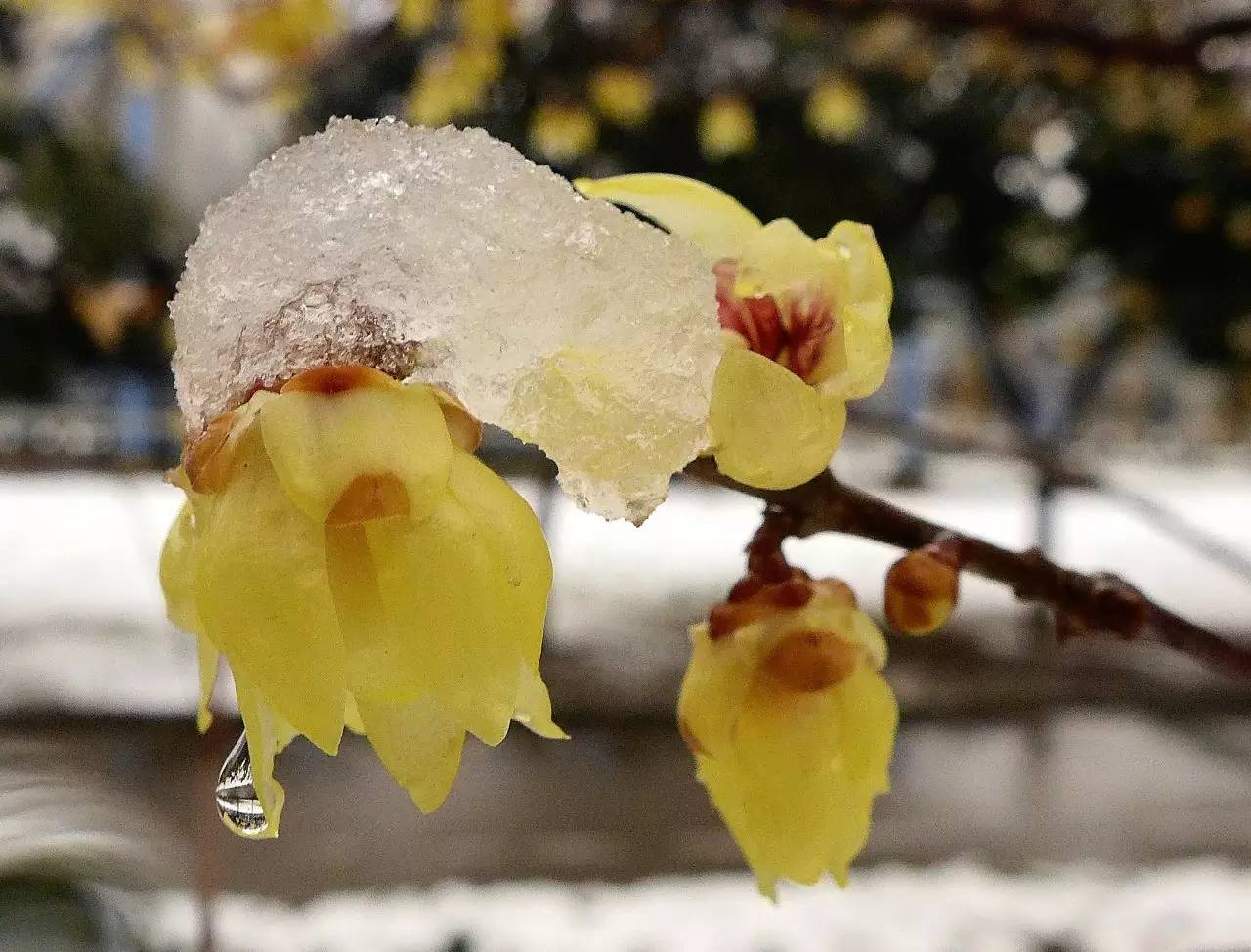 印象渭南:情寄雪梅