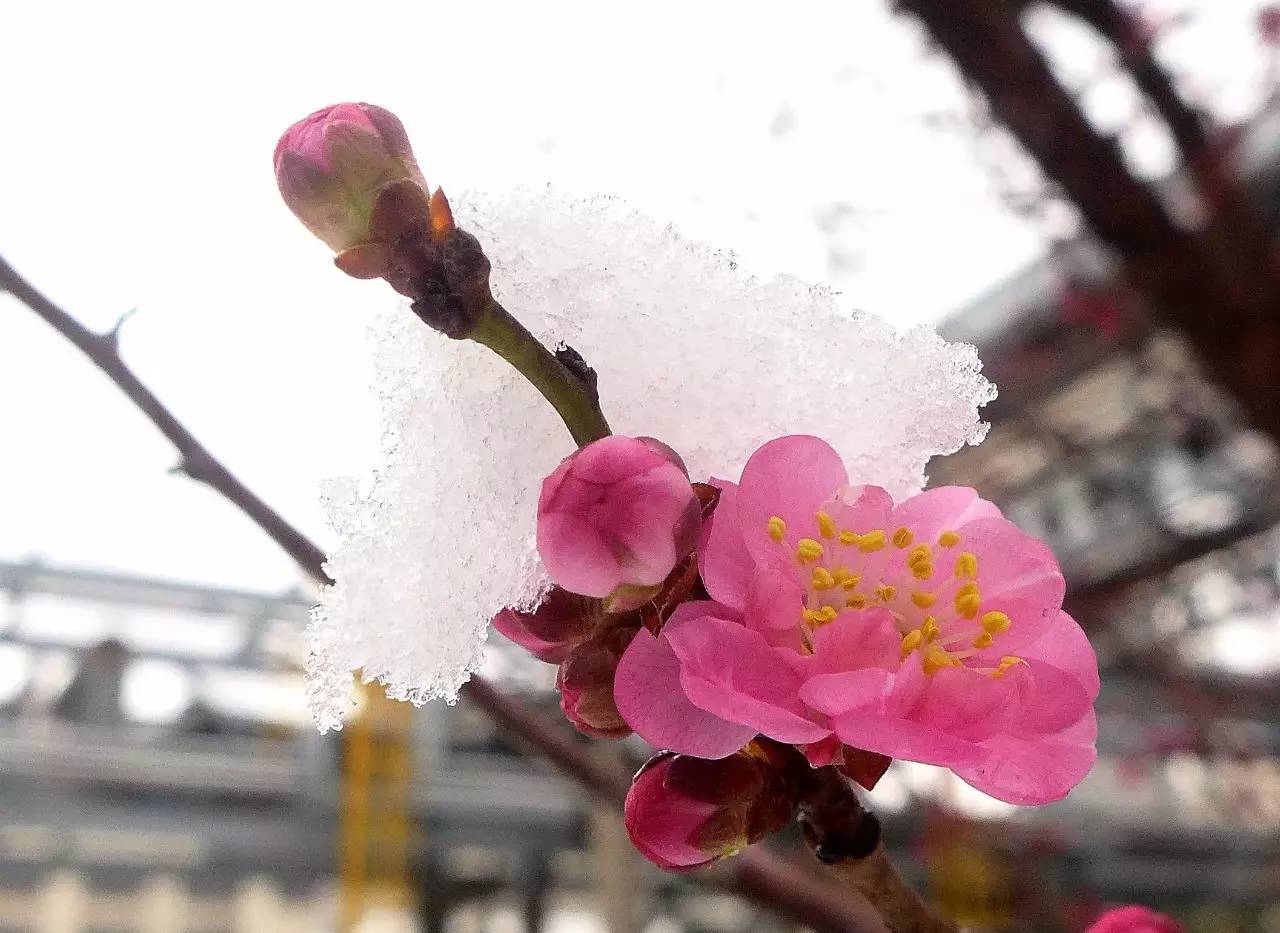 印象渭南:情寄雪梅