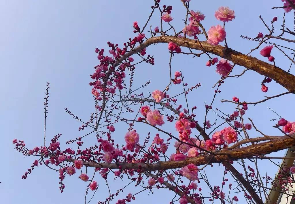 印象渭南:情寄雪梅