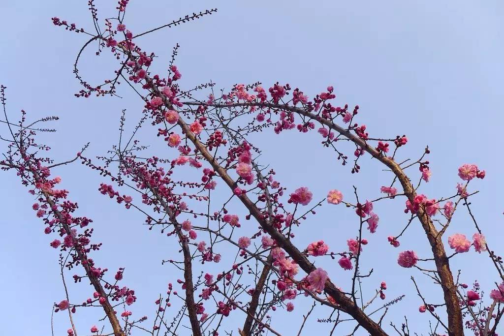 印象渭南:情寄雪梅