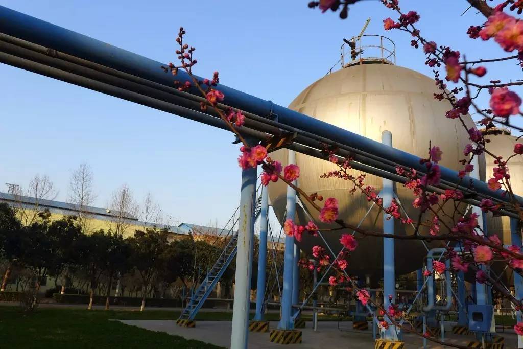 印象渭南:情寄雪梅