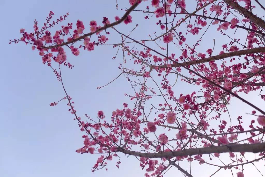 印象渭南:情寄雪梅