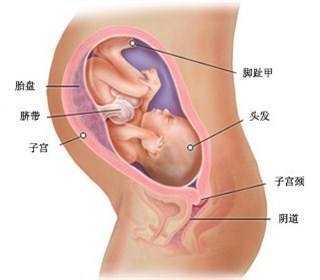 怀孕八个月以后需要注意什么营养,怀孕八个月的注意事项以及饮食