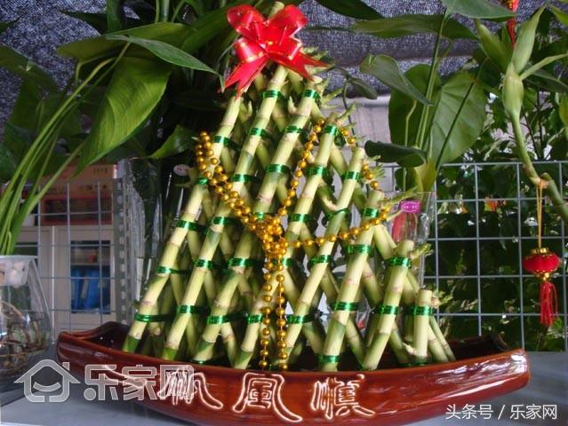 富贵竹怎么养才能更旺盛小技巧,富贵竹红的可以和绿的一起养