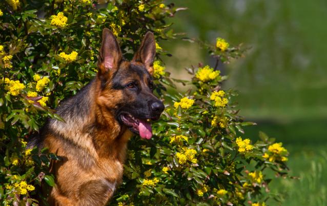 德牧两条后腿无法走路,完全不能使力