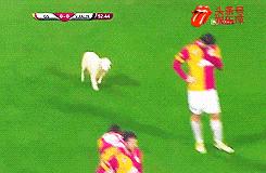 欧洲足球赛球员发挥欠佳,两只拉布拉多看不下去了,闯入球场