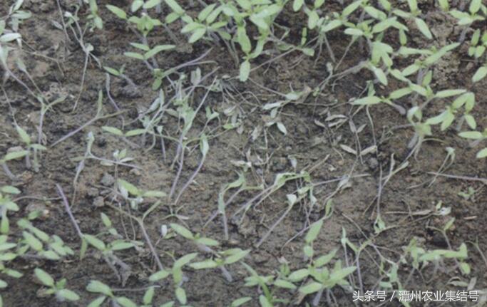 樱桃番茄猝倒病如何防治,番茄苗移栽后怎么预防枯萎病