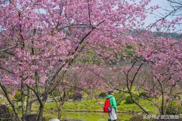 东湖樱花园两日游攻略,东湖绿道游玩最佳攻略