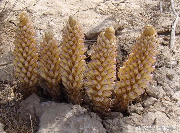 肉苁蓉啥功效,肉苁蓉的功效与作用和副作用