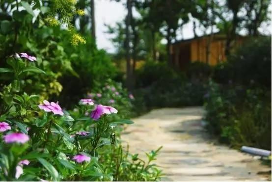 南宁顶级奢野庄园,南宁松果野奢营地