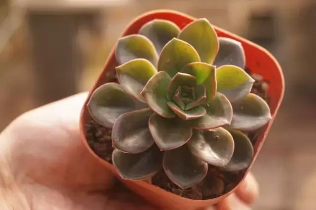 肉锥多肉刚栽上多久浇水,多肉浇水的时候漏水怎么办