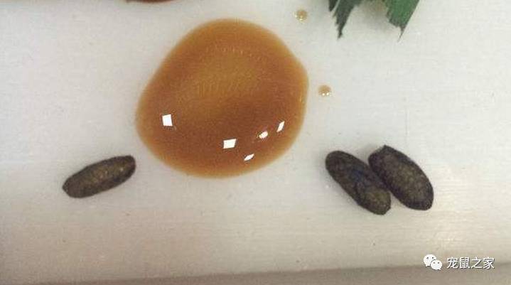 荷兰猪尿钙是什么意思,怎么判断荷兰猪尿钙