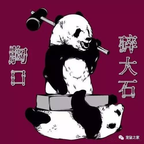 荷兰猪尿钙是什么意思,怎么判断荷兰猪尿钙