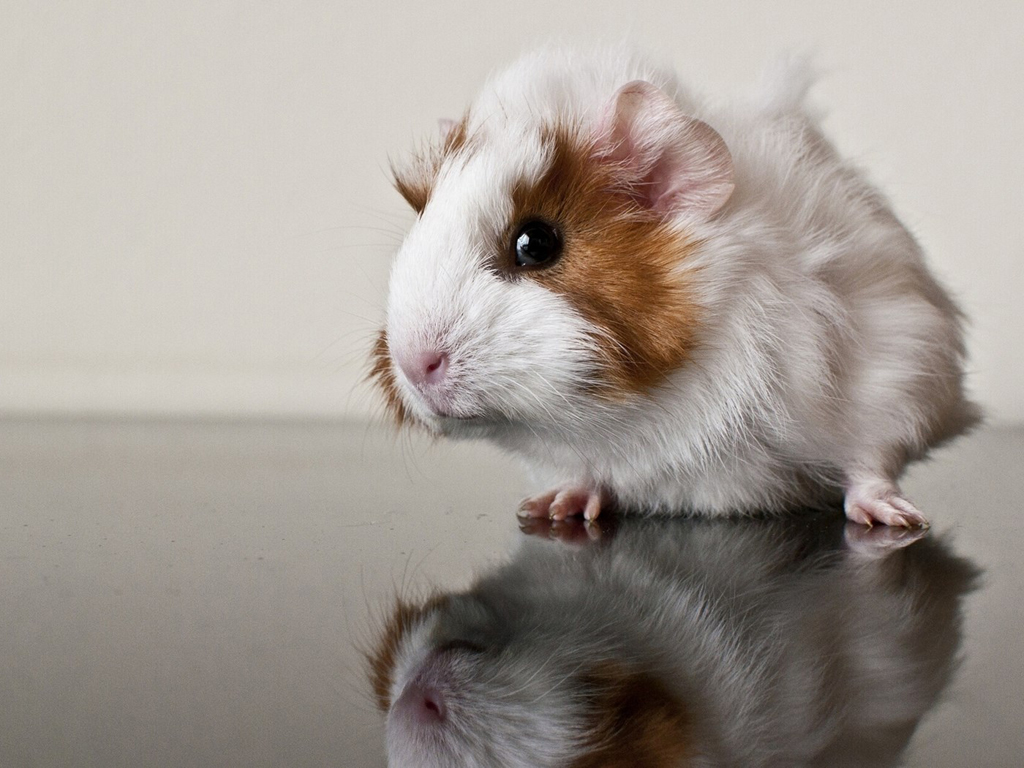 荷兰猪尿钙是什么意思,怎么判断荷兰猪尿钙