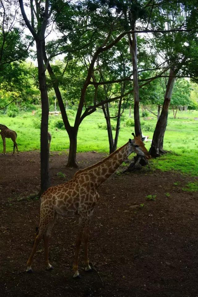 毛里求斯，拿水壶换保时捷的天堂