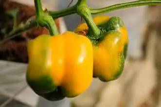 年货赣南特产有哪些,粤赣土特产