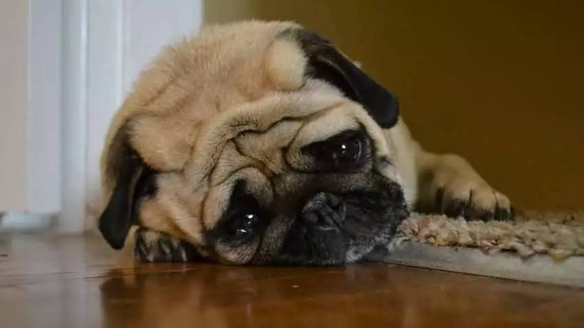 狗狗生病了吃什么食物,狗狗生病了吃点什么好