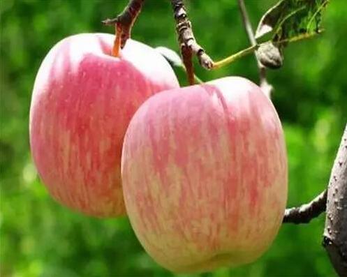 孕妈哺乳期吃什么水果最好,孕妈不能吃哪些蔬菜水果