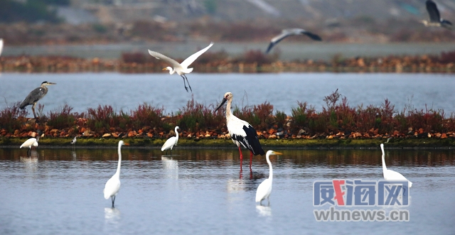 威海三个区发展,威海再提东部滨海新城发展