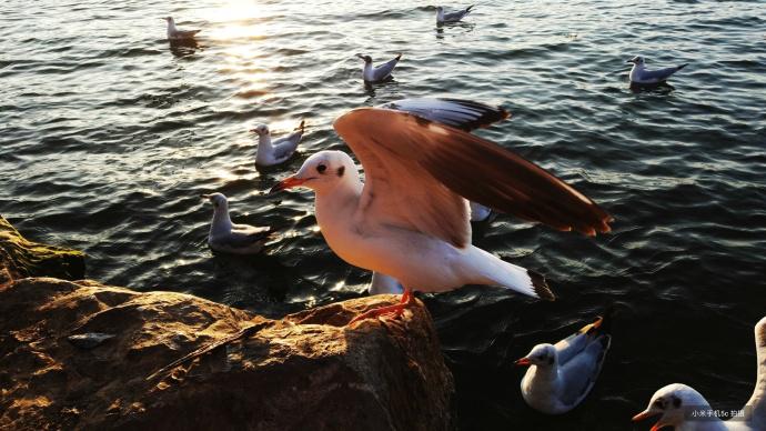 小米5c松果处理器测评,小米5c松果处理器能换高通的吗