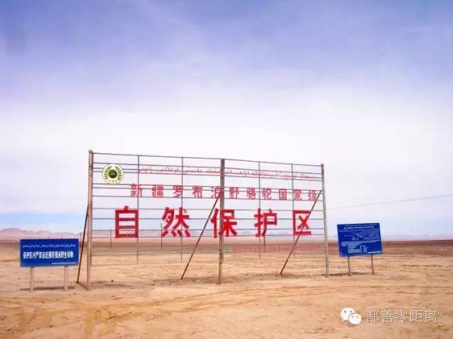 新疆鄯善骆驼,鄯善的骆驼