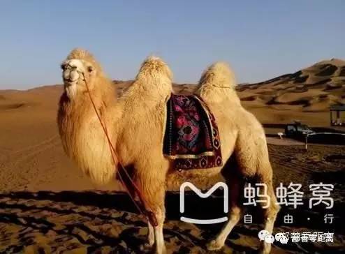 新疆鄯善骆驼,鄯善的骆驼