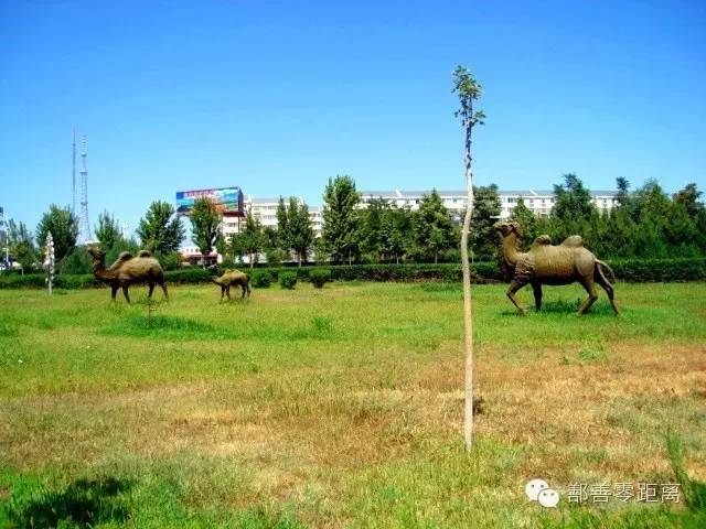 新疆鄯善骆驼,鄯善的骆驼