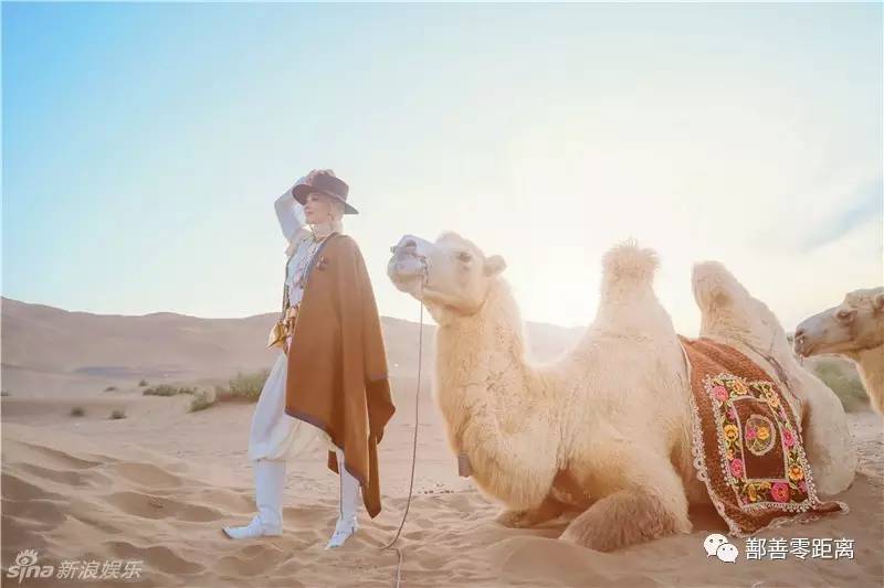 新疆鄯善骆驼,鄯善的骆驼