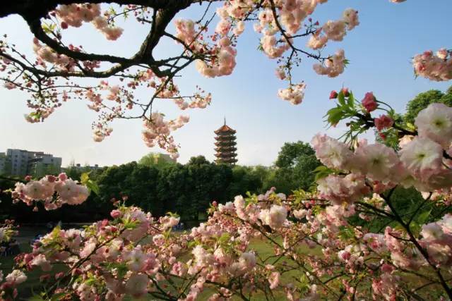 渝北哪个区发展最好,渝北人很富吗