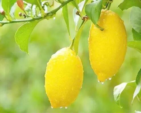 孕妈哺乳期吃什么水果最好,孕妈不能吃哪些蔬菜水果