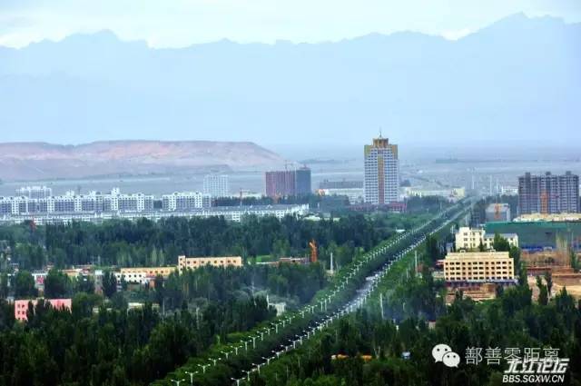 新疆鄯善骆驼,鄯善的骆驼