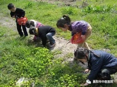 别错过五种常见野菜好吃又营养,春天有什么野菜有药用价值