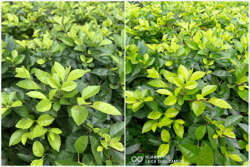 华为p10全面曝光,华为p10测评王者荣耀