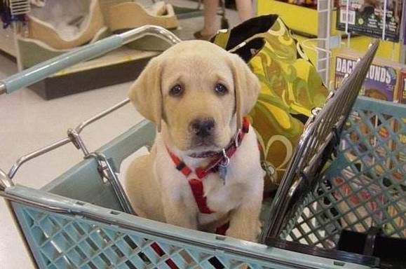 成都有哪些商场值得去,成都可以带宠物玩耍的地方