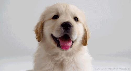 成都有哪些商场值得去,成都可以带宠物玩耍的地方