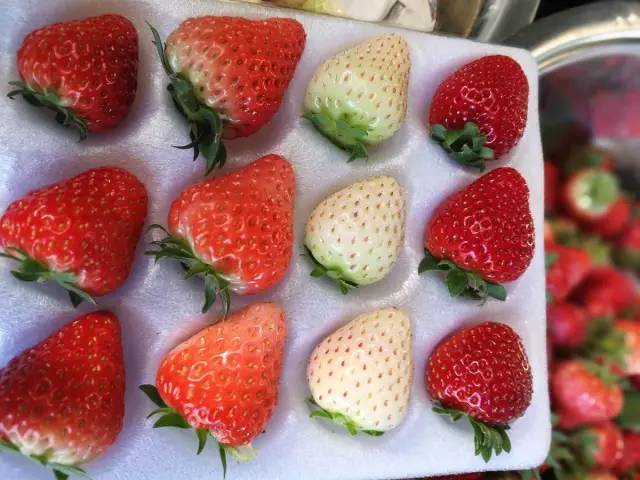 余杭最好吃的草莓,全国精品草莓金奖