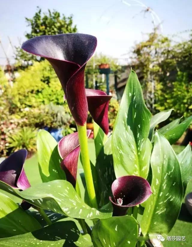 彩色马蹄莲教程,彩色马蹄莲问题