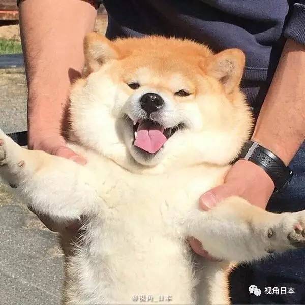 趣闻三则会打嗝的无脸男存钱罐突然心情好的柴犬