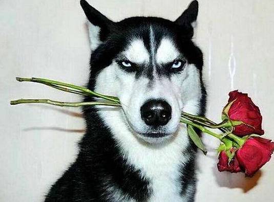 成都有哪些商场值得去,成都可以带宠物玩耍的地方